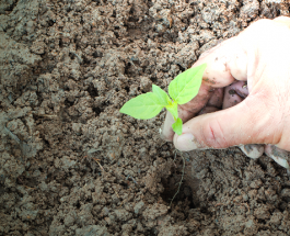 The old man and the king